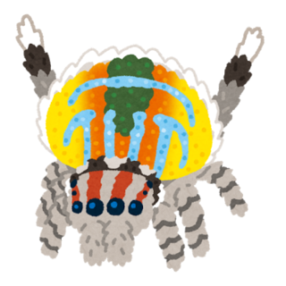 bug_peacock_spider.png