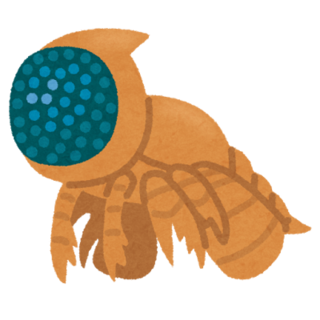 kodai_cambropachycope.png