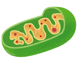 saibou_mitochondria.png